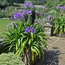 Image result for Agapanthus codii