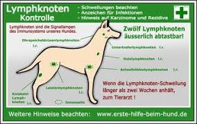 lymphknotenkontrolle hund hunde anatomie hund lymphknoten
