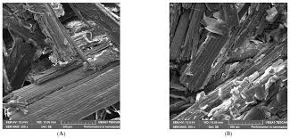 Image result for Xyris capensis