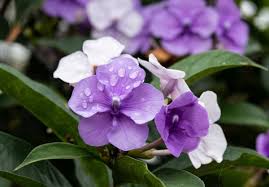 Image result for Brunfelsia pauciflora