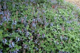 Image result for Coleus neochilus