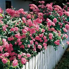 What are the best landscaping shrubs to grow? Shrub Roses And Landscape Roses Official Blog Of Park Seed
