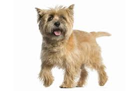 Alle informationen zu dieser hunderasse. Cairn Terrier Hund Charakter Ernahrung Pflege