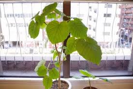 ウンベラータの花言葉 風水に効果的な置き場所とは Horti ホルティ By Greensnap