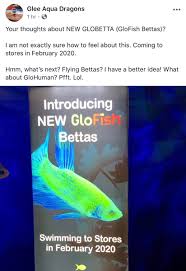 Under various patents.the international betta congress has also stated that they glofish bettas can only be. Globetta Hashtag On Twitter