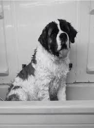 Black And White St Bernard Puppy Bath Time St Bernard Dogs St Bernard Puppy Bernard Dog