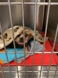 Most probably your dog is coughing because he caught a common cold. Breathing Issues The Most Common Upper Airway Problems In Dogs Compassionate Animal Care
