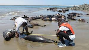 The major cities have their own distinct sand beaches, but many resorts also have a mixture of sand and gravel beaches. Namibia Launches Probe After 86 Dolphins Die On Beach