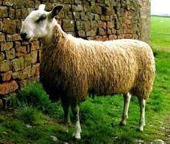 The bluefaced leicester is of the english longwool type and originated near hexham in the county of northumberland, england, . 7 Best Blue Faced Leicester Sheep Ideas Blue Faced Leicester Sheep Sheep Breeds