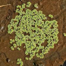 Image result for Azolla