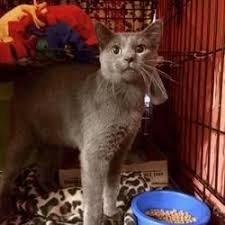 #1 best value of 63 pet friendly hotels in kansas city. Pet Card City Pets Cat Adoption Cats