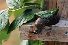 While an opossum's eyes appear black, they. How To Control Slugs In The Garden