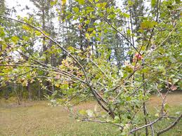 Apples can actually be a healthy snack for your cat. Crab Apple Status The Re Farmer