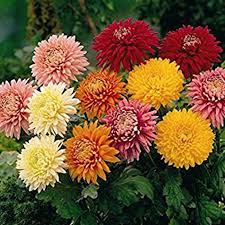 Winter season flowers name in odia. Know About Popular Flowers Their Blooming Seasons Ferns N Petals