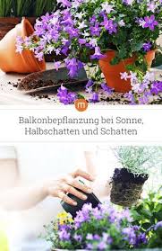 Ratgeber Balkonbepflanzung Bei Sonne Halbschatten Und Schatten Wahle Die Passenden Balkonpflanzen Fur Deinen Balkonbepflanzung Bepflanzung Balkon Pflanzen