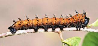 Image result for Lannea antiscorbutica