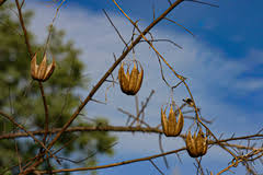 Image result for Aristolochia albida