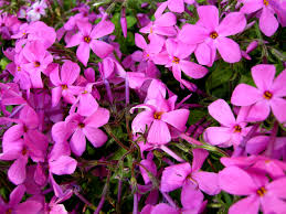 Maybe you would like to learn more about one of these? April Gbbd Native Phlox For Your Garden Carolyn S Shade Gardens