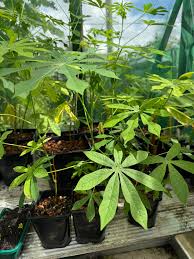 Image result for Manihot grahamii