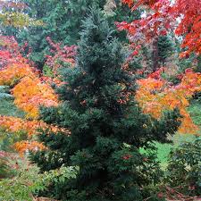 Image result for Cryptomeria