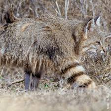 Es carnvoro se alimenta de pequeos mamferos, aves, reptiles e insectos. Gato Del Pajonal Leopardus Colocolo Felinos De Argentina