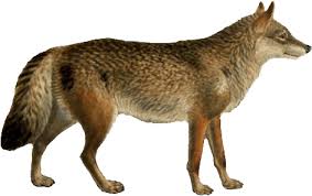 The most common wolf png material is metal. Download Dogs Jackals Wolves And Foxes Red Wolf With Transparent Background Png Image With No Background Pngkey Com