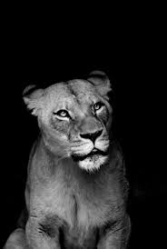 Black And White Lion And Lioness Picture Black White Lioness Animals Beautiful Animals Wild Animals