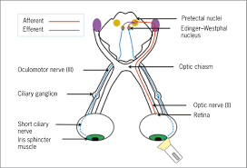 Image result for Optical Reflex