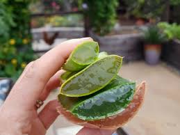 Image result for Aloe