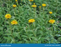 Image result for Pentanema