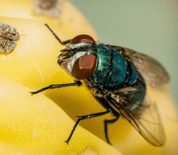 Green Bottle Fly | Florida Environmental Pest Management