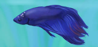 Knowing the right betta ich treatment is often the difference between life and death for your betta! How To Cure Ich Or Ick In Betta Fish Pethelpful By Fellow Animal Lovers And Experts