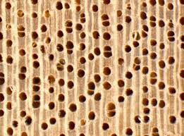 Image result for Oldfieldia macrocarpa