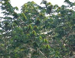 Image result for Pycnanthus