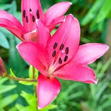 Image result for Rourea orientalis