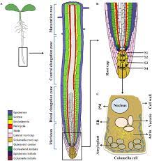 The plant cell wall gives plant cells shape, support, and protection. Frontiers Striking The Right Chord Signaling Enigma During Root Gravitropism Plant Science