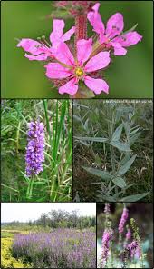 Image result for Lythraceae