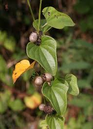 Image result for Polystachya villosa