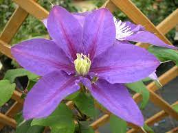 Maybe you would like to learn more about one of these? Ameshisuto Clematis Clematis Climbing Plants Winter Garden