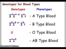 The company that develops blood type calculator is hiox softwares pvt ltd. Blood Types And Punnett Squares Youtube