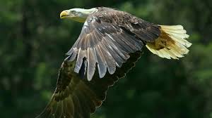 Rehabilitators free bald eagle in Gloucester, just ahead of American Eagle  Day
