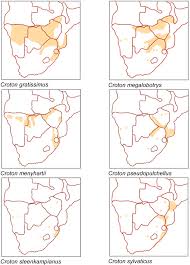 Image result for Croton steenkampianus