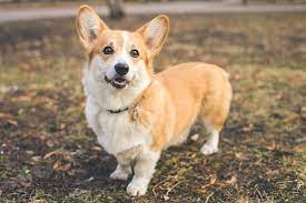 Cobby corgis is located in austin, colorado and we are the best place to buy quality pembroke welsh corgis and toy australian shepherds. Pembroke Welsh Corgi Dog Breed Information