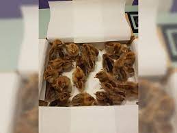 Check spelling or type a new query. Kuken Von Bielefelder Sendenhorst Haustier Anzeiger