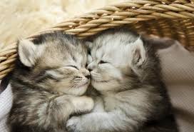 Cat jan 18, 2019 at 5:49 pm. 10 Interesting Facts About Newborn Kittens Petmd