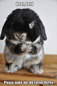 Dear Lord Please Make Me The Easter Bunny Animals Bunny Easter Bunny Dear Lord Easter Memes Funny Easter Mem Cute Animals Animals Beautiful Funny Animal Memes
