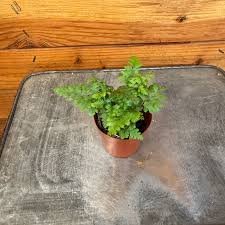 Image result for Rumohra adiantiformis