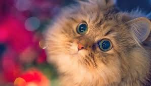 Satilik Kedi Satilik Kedi Yavrulari