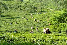 North east india is known as major tea plantation states along with himachal pradesh. Glenburn Tea Estate Secret Retreats