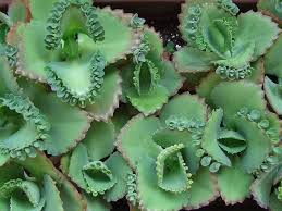 Cancer Tem Cura Planta Aranto So Morre De Cancer Quem Nao Tem Conhecimento E Nem Conhece A Planta Aranto Suculentas Plantas Incomuns Cactos E Suculentas
